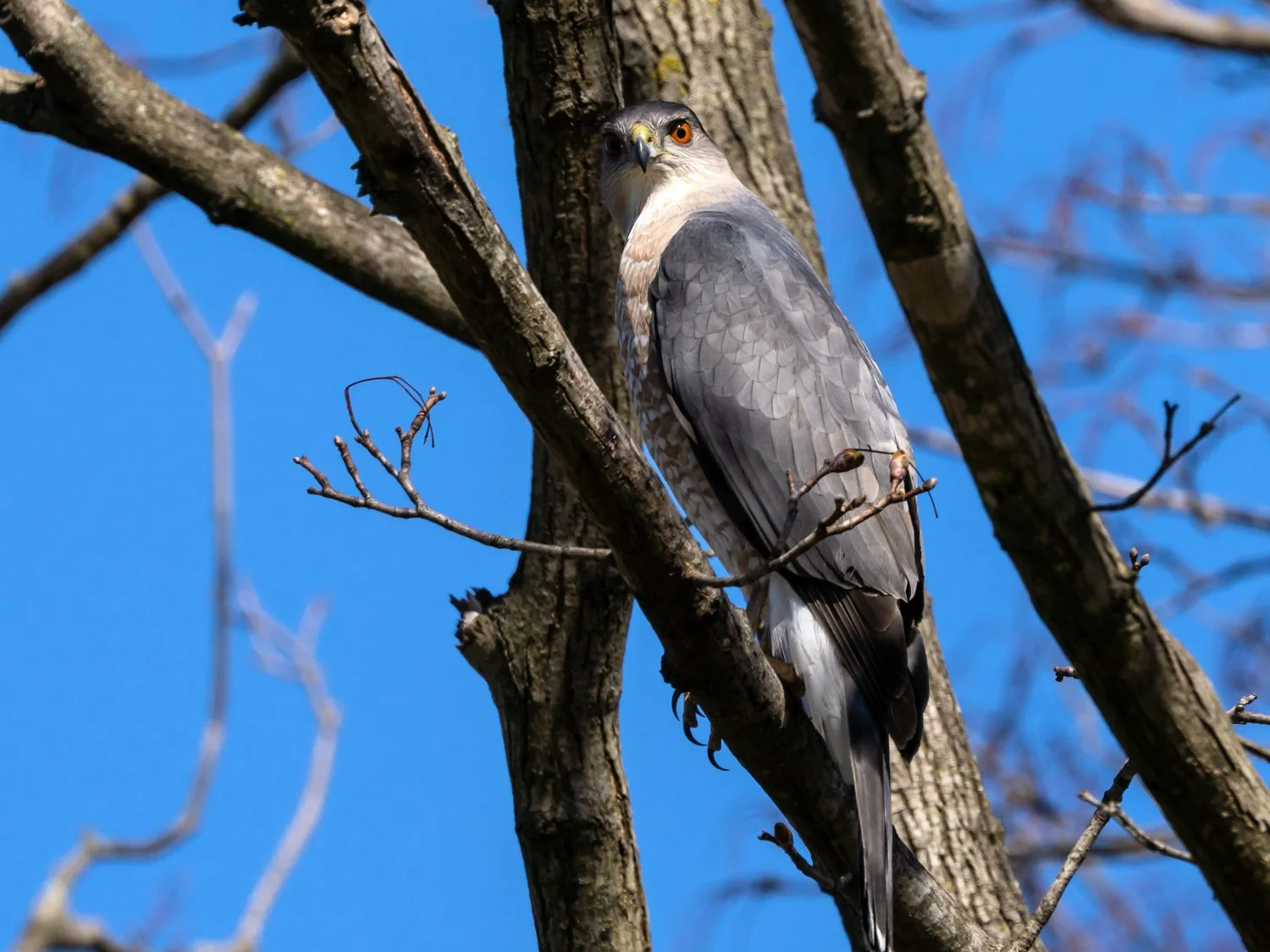 Cooper's Hawks — Susan Kirby